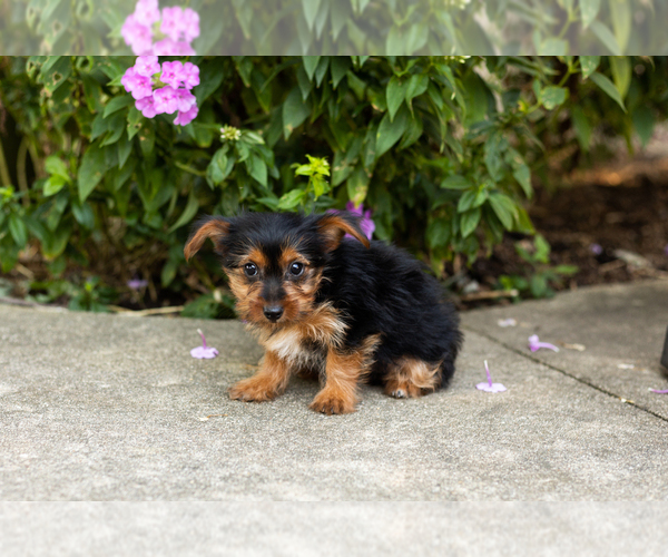 Medium Photo #2 Yorkshire Terrier Puppy For Sale in NAPPANEE, IN, USA