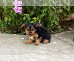 Small #1 Yorkshire Terrier