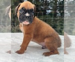 Small #7 Boxer