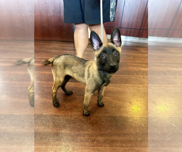 Medium Photo #3 Mutt Puppy For Sale in Imlay City, MI, USA
