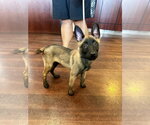 Small #2 Mutt