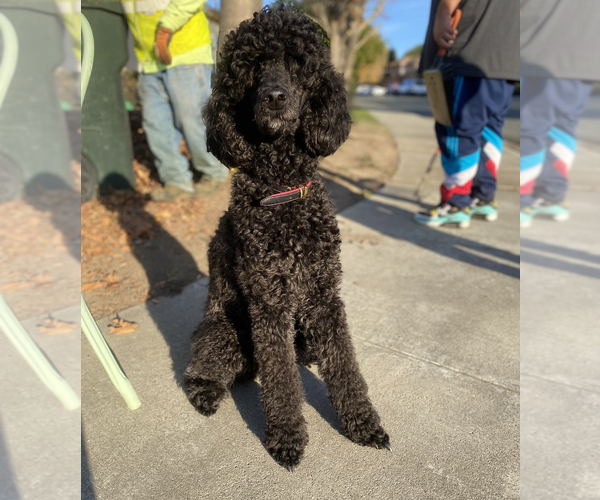 Medium Photo #1 Poodle (Standard) Puppy For Sale in ANTIOCH, CA, USA