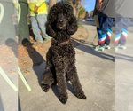 Small Photo #1 Poodle (Standard) Puppy For Sale in ANTIOCH, CA, USA