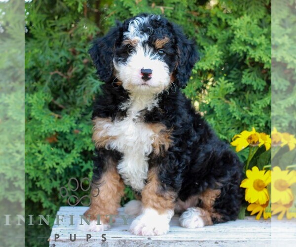 Medium Photo #2 Bernedoodle (Miniature) Puppy For Sale in LITITZ, PA, USA