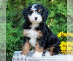 Small #1 Bernedoodle (Miniature)