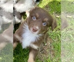 Small Photo #10 Miniature Australian Shepherd Puppy For Sale in WHITEWATER, MO, USA