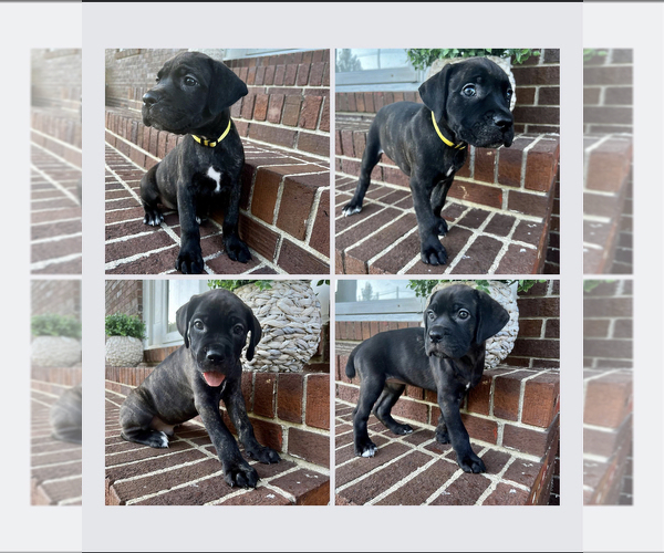 Medium Photo #2 Cane Corso Puppy For Sale in AYNOR, SC, USA