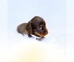 Small #1 Dachshund