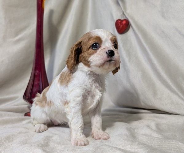 Medium Photo #7 Cavalier King Charles Spaniel Puppy For Sale in GOSHEN, IN, USA