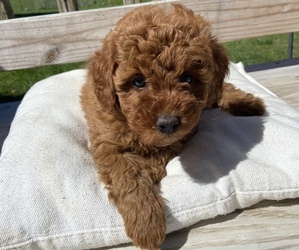 Medium Poodle (Miniature)