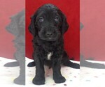 Puppy 3 Labradoodle