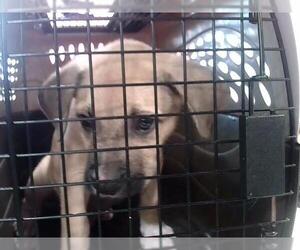 Labrador Retriever-Unknown Mix Dogs for adoption in Louisville, KY, USA