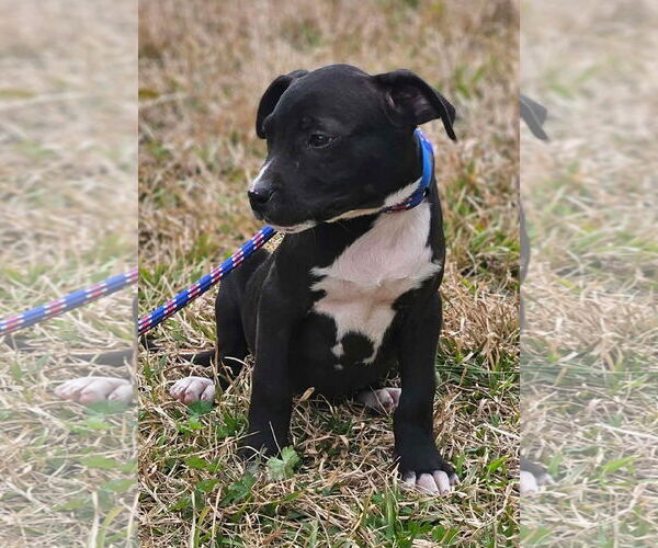 Medium Photo #6 Boston Huahua Puppy For Sale in Wakefield, RI, USA