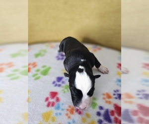 Australian Shepherd Puppy for sale in PHOENIX, AZ, USA