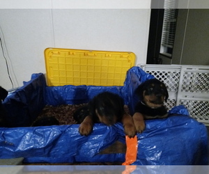 Rottweiler Puppy for sale in OLIVE HILL, KY, USA