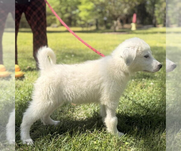 Medium Photo #4 Great Pyrenees Puppy For Sale in Yardley, PA, USA