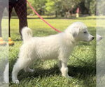 Small #3 Great Pyrenees