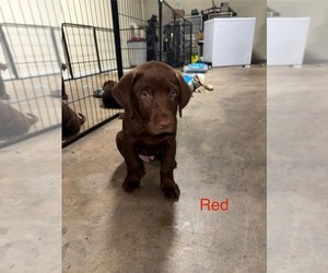 Labrador Retriever Puppy for sale in CLOVERDALE, VA, USA