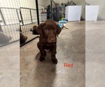 Image preview for Ad Listing. Nickname: Red