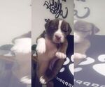 Small Photo #1 American Pit Bull Terrier-Olde English Bulldogge Mix Puppy For Sale in CEDARTOWN, GA, USA
