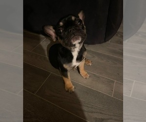 French Bulldog Puppy for sale in NEW PORT RICHEY, FL, USA