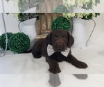 Small Photo #4 Miniature Labradoodle Puppy For Sale in COLLEGE STA, TX, USA