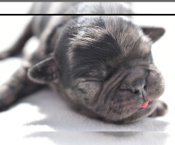 Medium Photo #2 Pug Puppy For Sale in PALM COAST, FL, USA