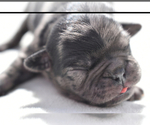 Small #1 Pug