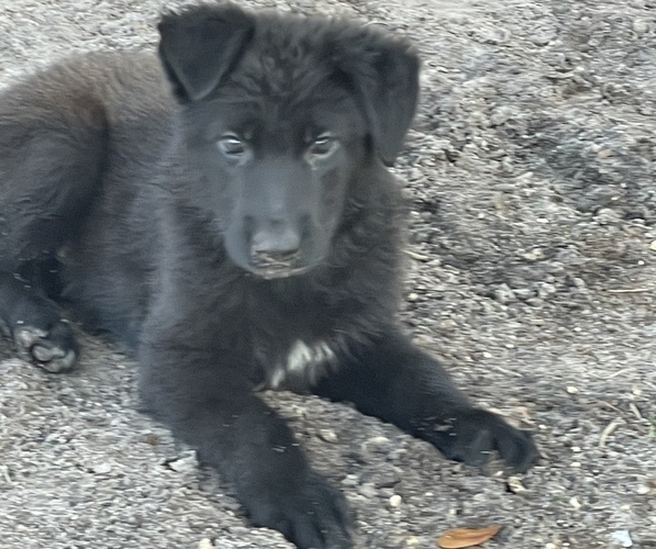Medium Photo #1 German Shepherd Dog Puppy For Sale in POLK CITY, FL, USA
