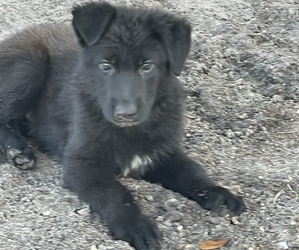 German Shepherd Dog Dog for Adoption in POLK CITY, Florida USA