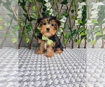 Small #3 Yorkshire Terrier