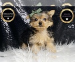 Small #6 Yorkshire Terrier