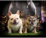 Small #2 French Bulldog
