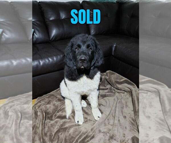 Medium Photo #1 Newfoundland Puppy For Sale in KENNEWICK, WA, USA