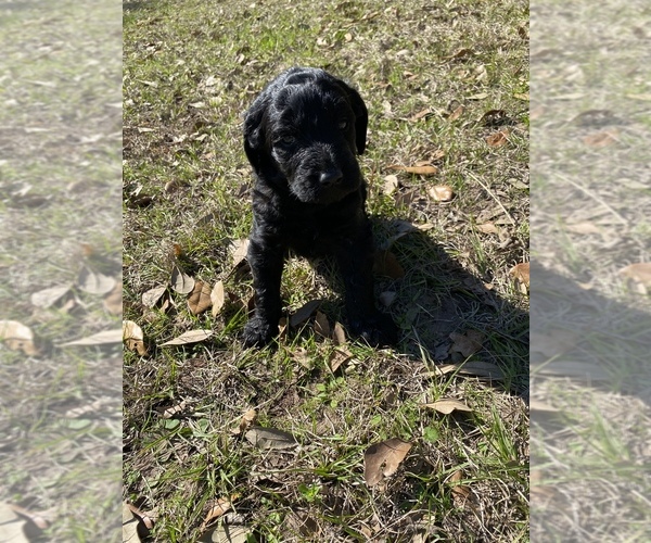 Medium Photo #5 Labradoodle Puppy For Sale in HOCKLEY, TX, USA