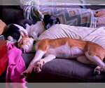 Small Photo #7 Jack Russell Terrier-Unknown Mix Puppy For Sale in Oakhurst, NJ, USA