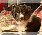 Small Photo #14 Australian Shepherd Puppy For Sale in MERCER, WI, USA
