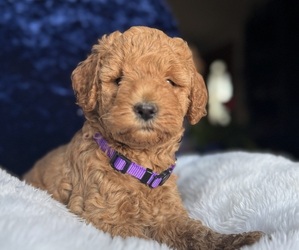 Medium Goldendoodle (Miniature)