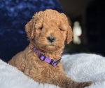 Puppy Purple Goldendoodle (Miniature)