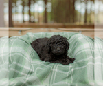 Small Photo #14 Goldendoodle Puppy For Sale in GREENBRIER, AR, USA