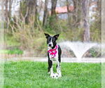 Small #2 Mutt