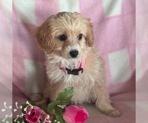 Cavapoo Puppy for sale in ARTHUR, IL, USA