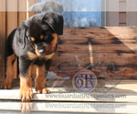 Small Photo #6 Rottweiler Puppy For Sale in BARGERSVILLE, IN, USA