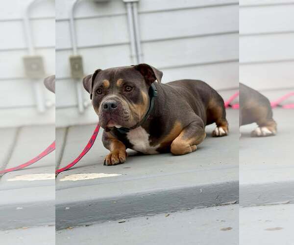 Medium Photo #3 American Bulldog Puppy For Sale in Visalia, CA, USA