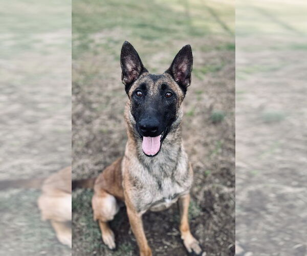 Medium Photo #2 Mutt Puppy For Sale in Stevens Point, WI, USA