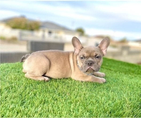 Medium Photo #2 French Bulldog Puppy For Sale in ATLANTA, GA, USA