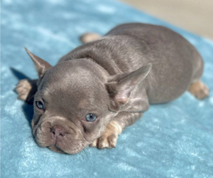 French Bulldog Puppy for sale in BRICKERVILLE, PA, USA