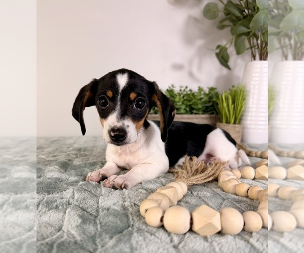 Medium Photo #1 Dachshund Puppy For Sale in GREENFIELD, IN, USA