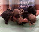 Small Photo #9 Shih Apso Puppy For Sale in SCOTTSDALE, AZ, USA