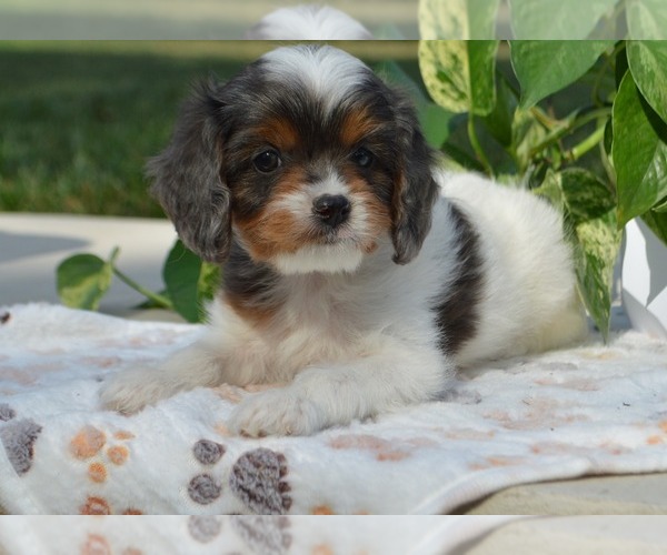 Medium Photo #3 Cavapoo Puppy For Sale in PARADISE, PA, USA